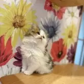 スコティッシュフォールド(立ち耳)【三重県・男の子・2025年10月10日・ブラウンタビーホワイト】の写真3