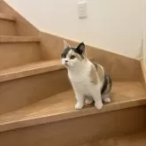 ブリティッシュショートヘア【三重県・女の子・2025年1月27日・ダイリュートキャリコ】の写真4