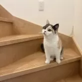 ブリティッシュショートヘア【三重県・女の子・2025年1月27日・ダイリュートキャリコ】の写真5