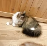 ブリティッシュロングヘア【三重県・女の子・2025年4月4日・ブラウンパッチドタビーホワイト】の写真5