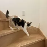 ブリティッシュショートヘア【三重県・女の子・2025年1月27日・ダイリュートキャリコ】の写真7