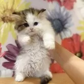 スコティッシュフォールド(立ち耳)【三重県・男の子・2025年10月10日・ブラウンタビーホワイト】の写真7