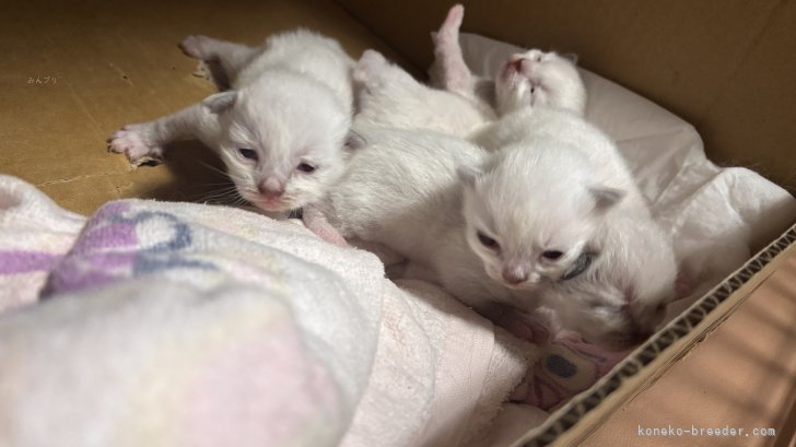 宇野孝二ブリーダーのブログ：ラグドールの子猫が産まれました！