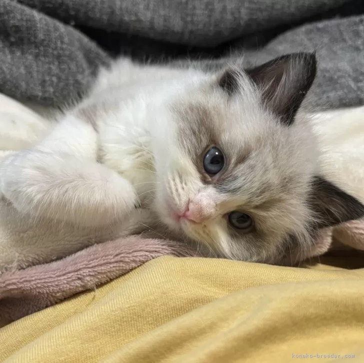 ID:2404-00633の子猫