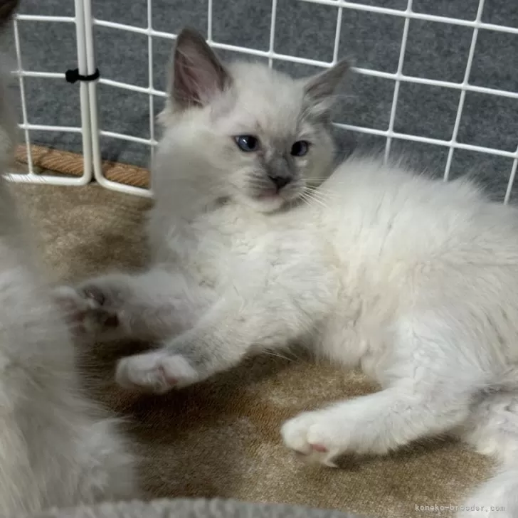 Dr.Khio 様のお迎えした子猫