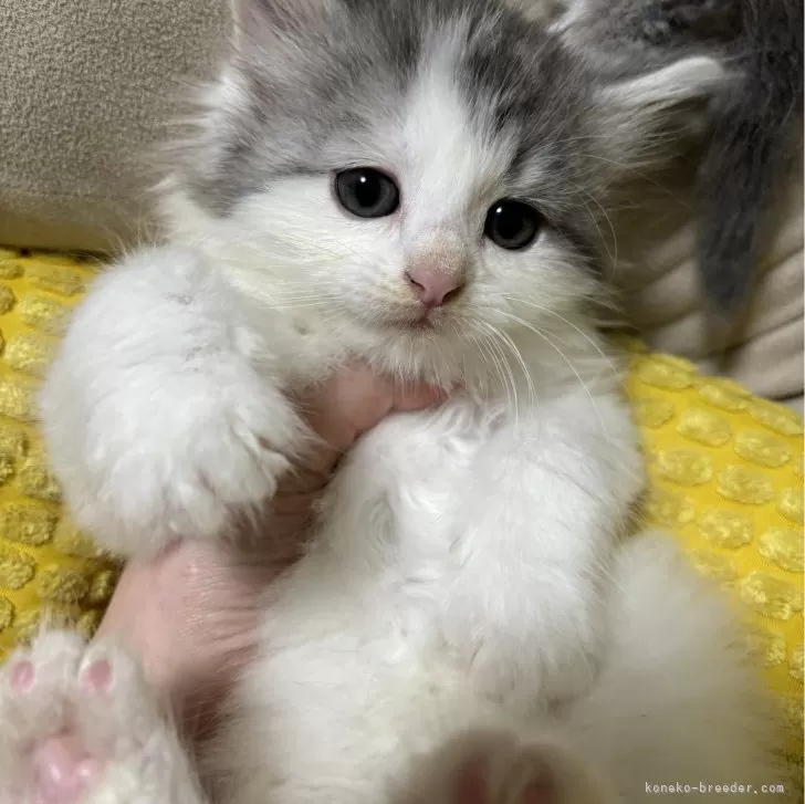 ID：2404-00799の子猫