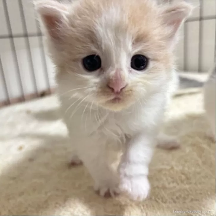 K.K 様のお迎えした子猫