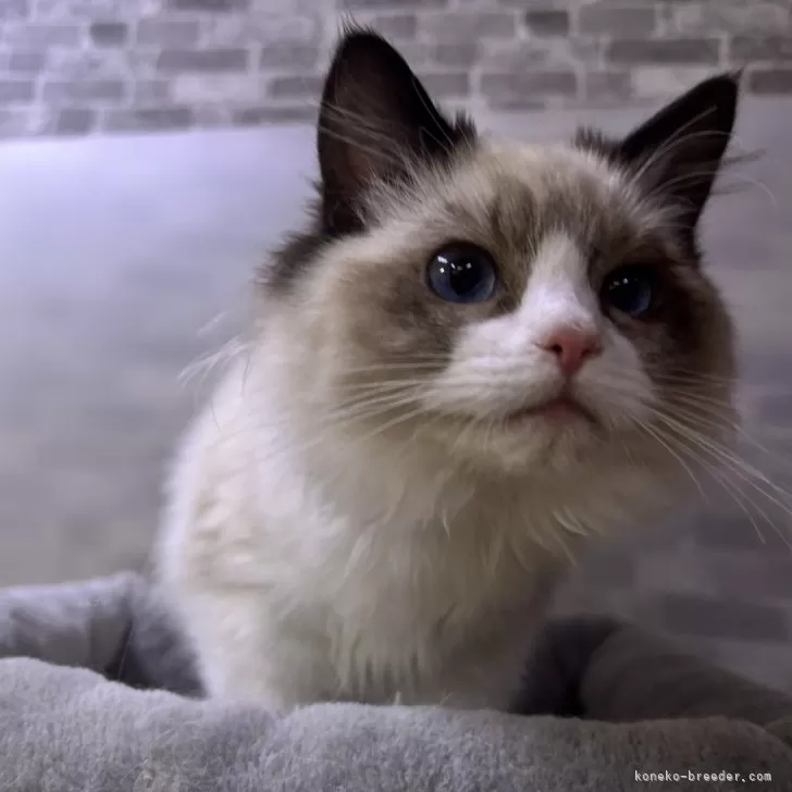ID：2412-01982の子猫
