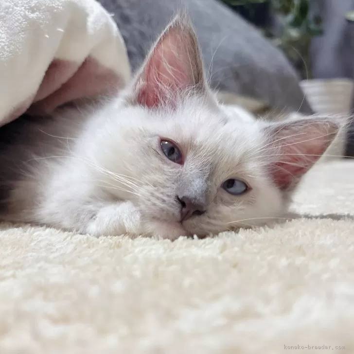 ID:2411-01885の子猫