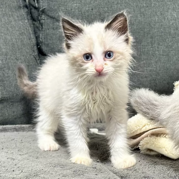 ウミ 様のお迎えした子猫