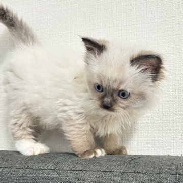 ラグドール【大阪府・女の子・2025年4月5日・シールポイントミテッド】の写真「よく食べよく遊ぶ元気っ子！」