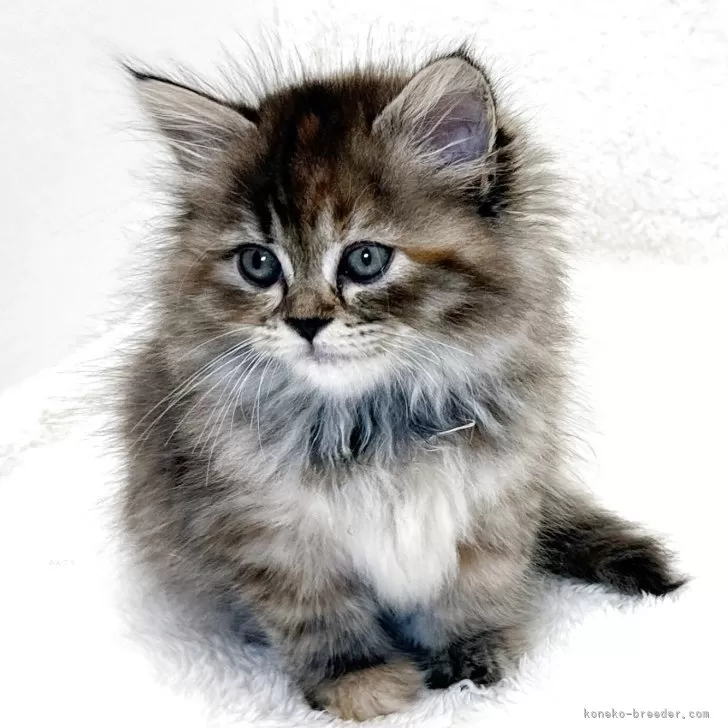 T.W 様のお迎えした子猫