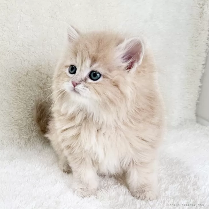 ID:2501-00646の子猫