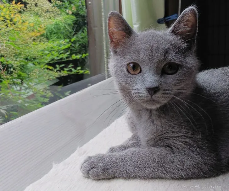 ID：1906-00080の子猫