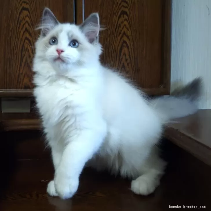 ID:2405-00548の子猫