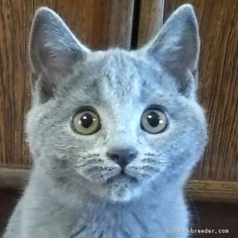 K.U 様のお迎えした子猫