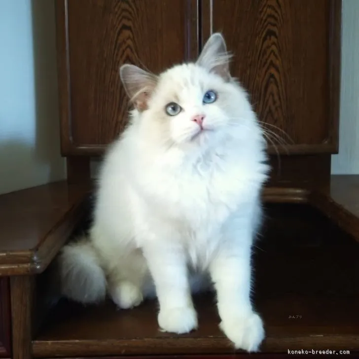 ID:2309-01103の子猫