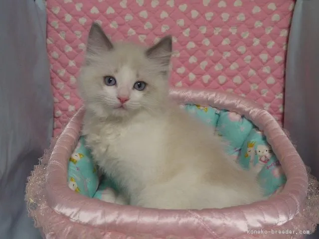 ランバパパ 様のお迎えした子猫