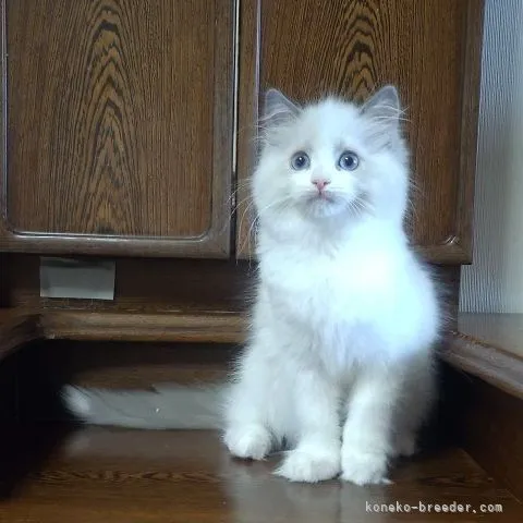 ID：2112-01999の子猫