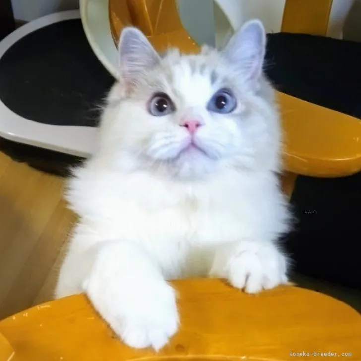 ID：2307-02632の子猫