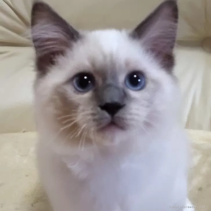 ID：2409-01215の子猫