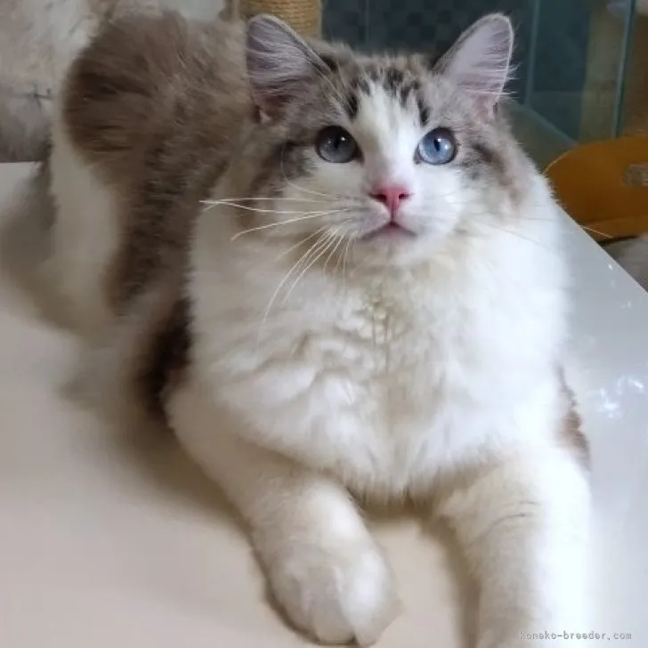 ID：2211-00769の子猫