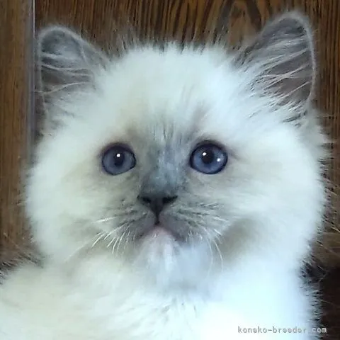 ID：2106-02077の子猫