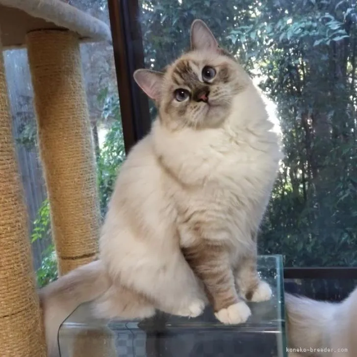 ID：2301-01585の子猫