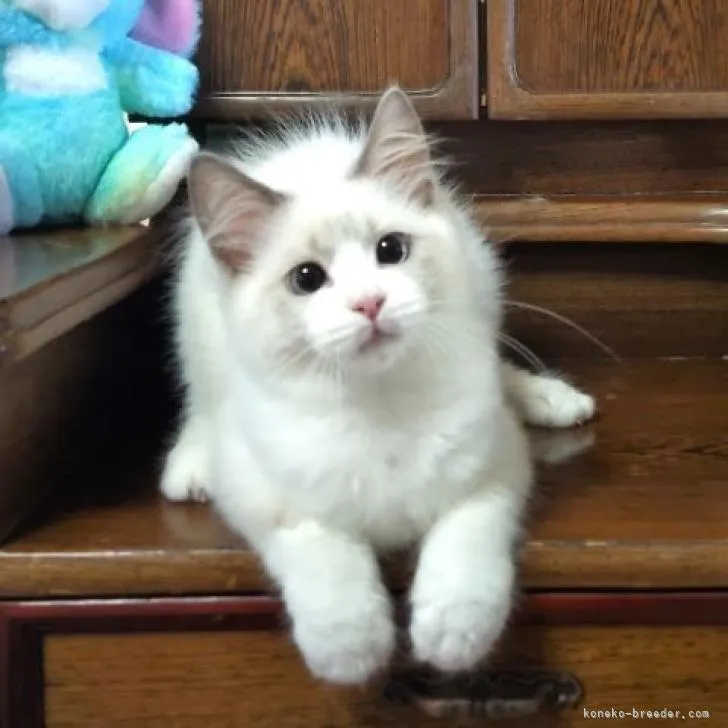 ID:2209-01026の子猫