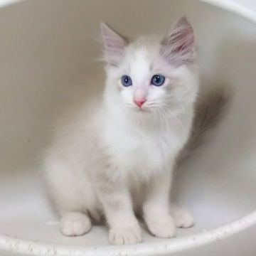 ラグドール【静岡県・男の子・2019年7月29日・ブルーリンクスポイントバイカラー】の写真「甘えたな遊び好きな男の子」