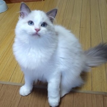 ラグドール【静岡県・女の子・2024年3月23日・ブルーポイント・バイカラー】の写真「遊び好きな女の子」