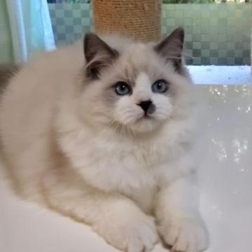 ラグドール【静岡県・男の子・2022年9月19日・ブルーポイント・バイカラー】の写真「元気なかわいい男の子」