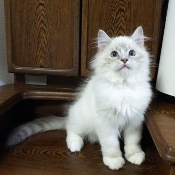 ラグドール【静岡県・男の子・2018年8月17日・ブルーリンクス・ミテット】の写真「甘えたな男の子です」