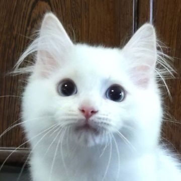 ラグドール【静岡県・男の子・2021年6月8日・クリームポイント・バイカラー】の写真「遊び好きな男の子」