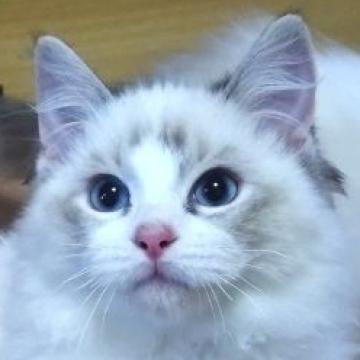ラグドール【静岡県・男の子・2022年7月30日・シールリンクスポイント・バイカラー】の写真「遊び好きな男の子」