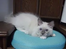 ラグドール【静岡県・男の子・2018年5月3日・ブルーポイントミテッド】の写真1「８/１２撮影」