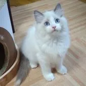 ラグドール【静岡県・女の子・2021年8月30日・ブルポイント・バイカラー】の写真2「12/12撮影」