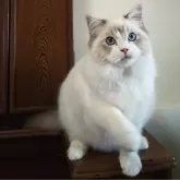 ラグドール【静岡県・男の子・2023年8月25日・ブルーリンクスポイントバイカラー】の写真2