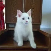 ラグドール【静岡県・男の子・2021年7月9日・クリームリンクスポイント・バイカラー】の写真2「10/8撮影」