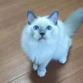 ラグドール【静岡県・男の子・2018年5月3日・ブルーポイントミテッド】の写真2「9/25撮影」