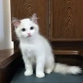 ラグドール【静岡県・女の子・2018年6月29日・ブルーポイント・バイカラー】の写真3「１０/１１撮影」