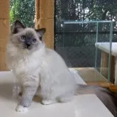 ラグドール【静岡県・女の子・2022年8月4日・ブルーポイント・ミテッド】の写真3「2/7撮影」