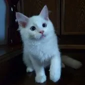 ラグドール【静岡県・男の子・2021年7月9日・クリームリンクスポイント・バイカラー】の写真3「10/12撮影」