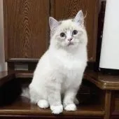 ラグドール【静岡県・男の子・2018年8月20日・ブルーリンクスミテット】の写真3「12/29撮影」