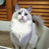 ラグドール【静岡県・女の子・2023年5月30日・ブルーポイント・バイカラー】の写真3