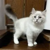 ラグドール【静岡県・男の子・2018年8月17日・ブルーリンクス・ミテット】の写真3「12/16撮影」