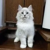 ラグドール【静岡県・男の子・2018年8月17日・ブルーリンクス・ミテット】の写真4「12/16撮影」