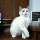 ラグドール【静岡県・女の子・2022年5月21日・ブルーポイント・バイカラー】の写真5