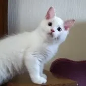 ラグドール【静岡県・男の子・2021年7月9日・クリームリンクスポイント・バイカラー】の写真5「10/12撮影」