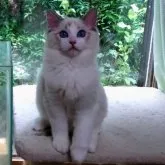 ラグドール【静岡県・男の子・2023年4月11日・シールリンクスポイントバイカラー】の写真5